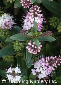Hebe 'Nicola's Blush'